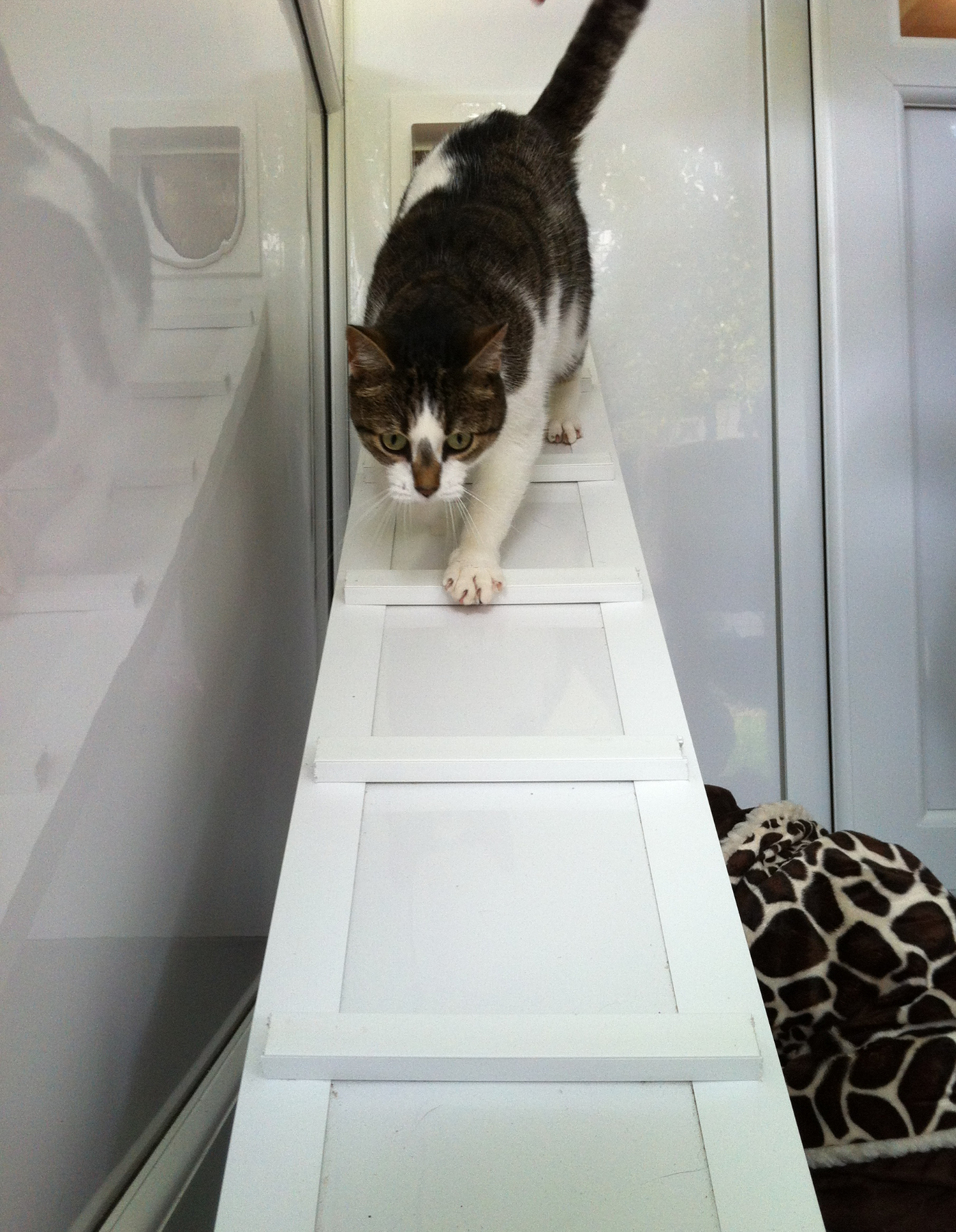 Gatehouse luxury Boarding Cattery Bournemouth Poole Ferndown Ringwood